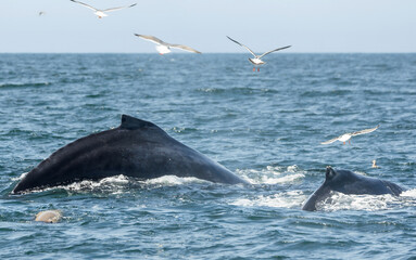 Fototapeta premium Humpback whale breaching in Monterey Bay, California. Ocean splash, marine wildlife, whale watching, nature moment, aquatic mammal, Pacific coast. Close up