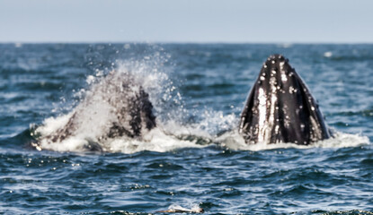 Naklejka premium Humpback whale breaching in Monterey Bay, California. Ocean splash, marine wildlife, whale watching, nature moment, aquatic mammal, Pacific coast. Close up