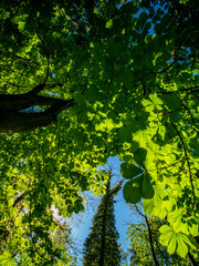 Kastanienbaum mit leuchtenden Blättern im Frühjahr