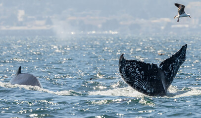 A stunning close-up of a humpback whale tail fluke rising from the ocean, with water cascading...