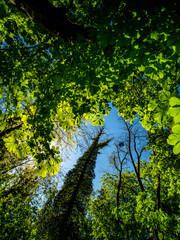 Kastanienbaum mit leuchtenden Blättern im Frühjahr