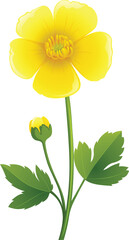 yellow flower isolated on white background