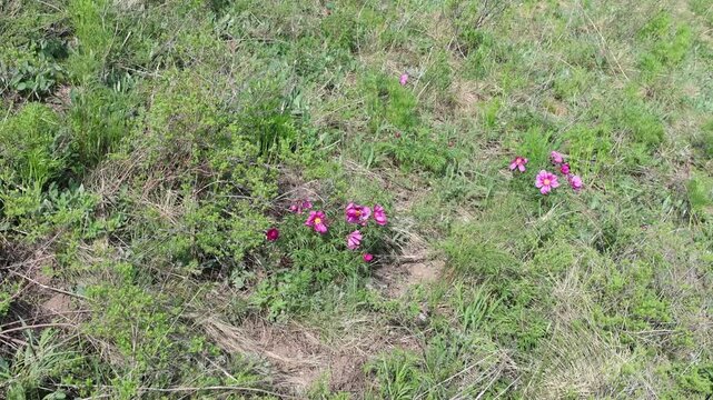 Wild pink mountain peonies of East Kazakhstan