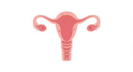Simplified anatomical illustration showcasing the female reproductive system organs