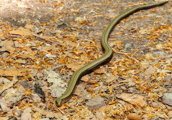 An Anguis fragilis (slow worm) on the ground in the natural environment