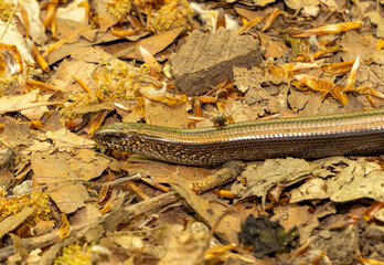 Portrait of a Anguis fragilis lizard on the ground