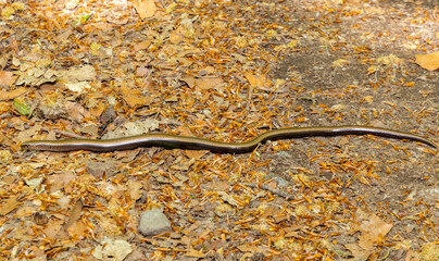 An Anguis fragilis lizard (Slow worm) on the ground