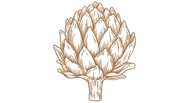 Artichoke, sketch organic vegetable. Vintage retro print, black white artichoke drawing, sketch ink pencil draw, engrave old school style. Sketch artwork silhouette artichoke. Vector Illustration