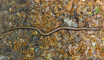 An Anguis fragilis lizard (Slow worm) on the ground