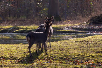 Drei Rehe stehen lustig zusammen 