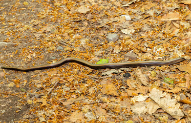 An Anguis fragilis lizard on the ground