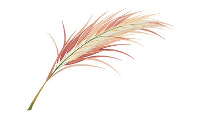 Obraz premium Single elegant pampas grass branch isolated
