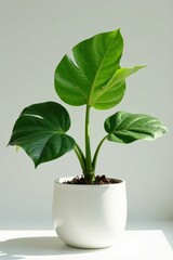 Mature fiddle leaf fig, vibrant leaves, pristine white pot , potted fig, room decor