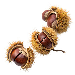 chestnut nuts on white background.png