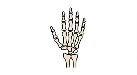Stylized illustration of a skeletal hand in a simplified anatomical style
