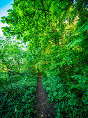 Obraz premium Pfad durch den grünen Wald