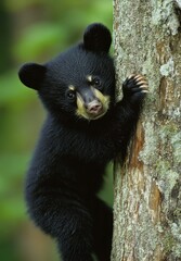 Obraz premium Adorable young black bear cub climbing a tree in a lush green forest setting, showcasing nature's beauty and wildlife innocence in a tranquil habitat