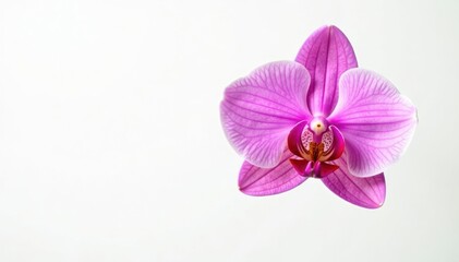 A single, vibrant pink orchid against pure white background , floral, beauty, petals