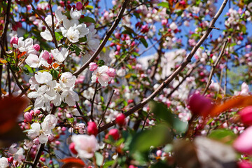 Apple blossom in spring garden on blue sky background. Pink flowers and red bugs on a branches