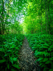 Pfad durch den grünen Wald