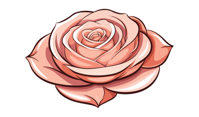 pink rose isolated on white