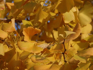 黄葉したイチョウの葉