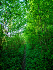 Pfad durch den grünen Wald