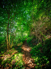 Pfad durch den grünen Wald