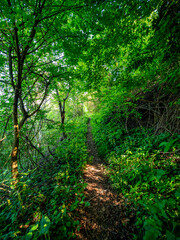 Pfad durch den grünen Wald