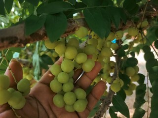 “Star Gooseberry Tree Full of Fruits in Thai Garden”
