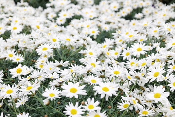 Fototapeta premium Vibrant field of daisy flowers blooming background