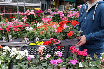 Bright flowers fill a garden center as a shopper selects vibrant plants of geranium on a sunny day