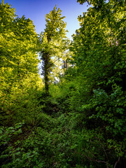 Kastanienbaum mit leuchtenden Blättern im Frühjahr