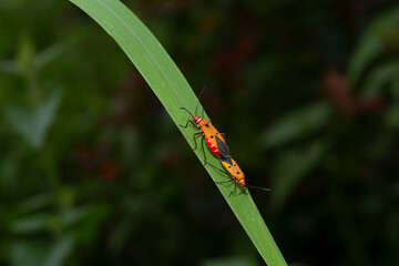 Dysdercus cingulatus during mating