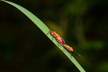 Dysdercus cingulatus during mating