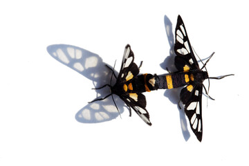 Two Colorful Butterflies on White Background with Unique Shadows