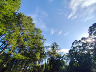 Obraz premium River with clean and fresh water in the middle of a pine forest. Deru Gate River, Songgon, Banyuwangi, Indonesia.