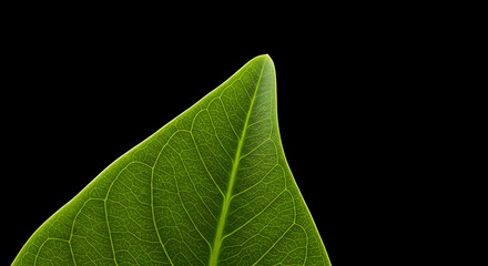 Obraz premium Close-Up of Green Leaf with Veins Against Black Background