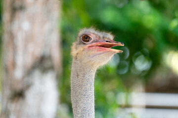The common ostrich (Struthio camelus), or simply ostrich, is a species of flightless bird native to certain areas of Africa.
