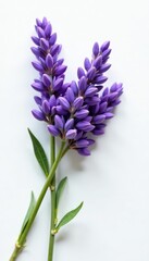 Fototapeta premium A fragrant bundle of fresh lavender, blossoms vibrant purple against a pristine white background , aromatherapy, still life
