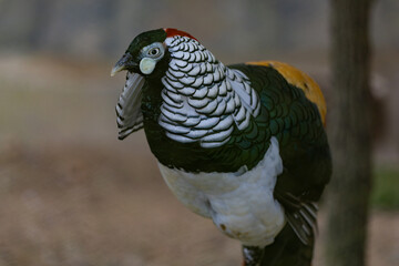 Lady Amherst’s Pheasant (Chrysolophus amherstiae), a stunning bird known for its intricate plumage and vibrant colors.