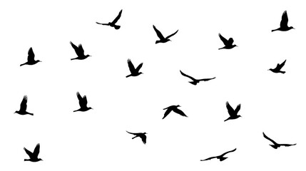 silhouettes of birds