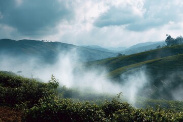 Misty morning in lush tea plantation landscape