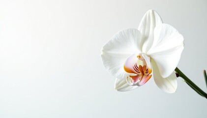 Delicate white orchid blossom against pure white backdrop, detail, closeup, spa