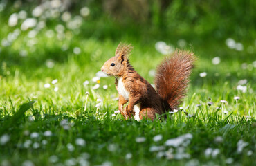 Eurasian red squirrel, Sciurus vulgaris, in a forest, Asturias, España