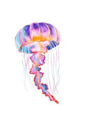 Blue jellyfish illustration in watercolor without background