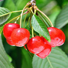 Sweet cherry among green leaves