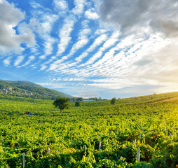 Vineyard fields among the Crimean mountains in Crimea, Ukraine