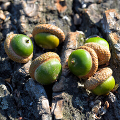 Young acorns on oak bark