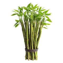 Fototapeta premium A bundle of fresh, green bamboo plants. The image shows multiple stalks with vibrant green leaves, tied together with a brown band